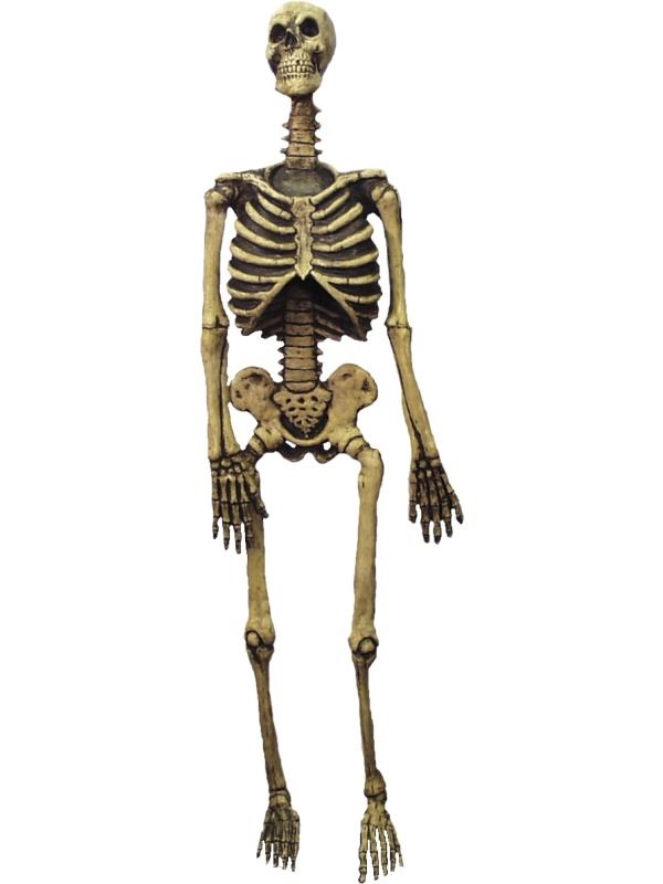 links dorp Waardig 150cm Groot Skelet Halloween Decoratie Versiering